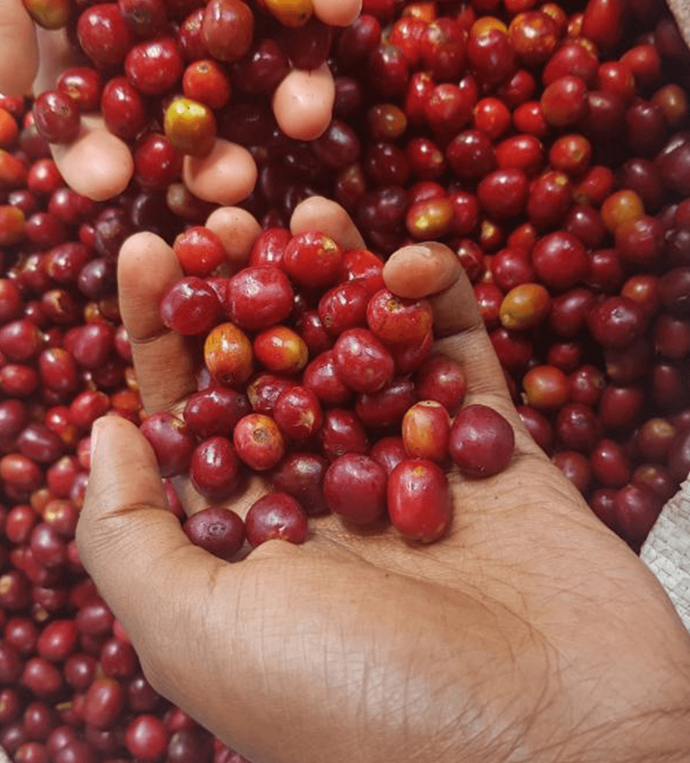 Ethiopia Buku Alaka Craft Instant Coffee 6 Pack - Image 3