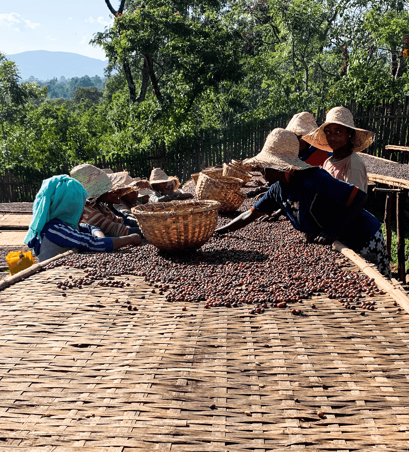 Ethiopia Buriso Amaje Natural - Image 4