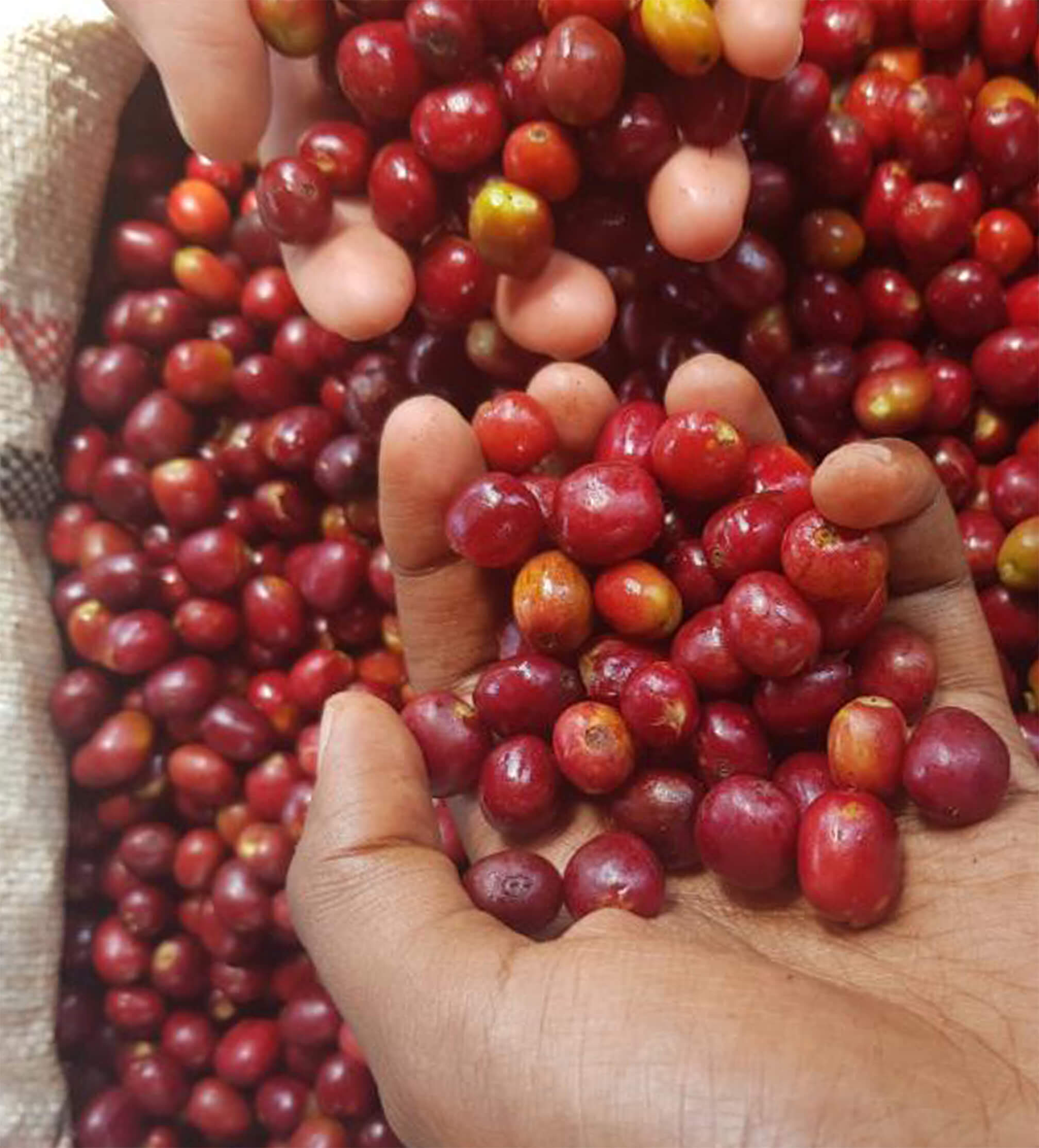 Ethiopia Anasora Natural Espresso - Image 3