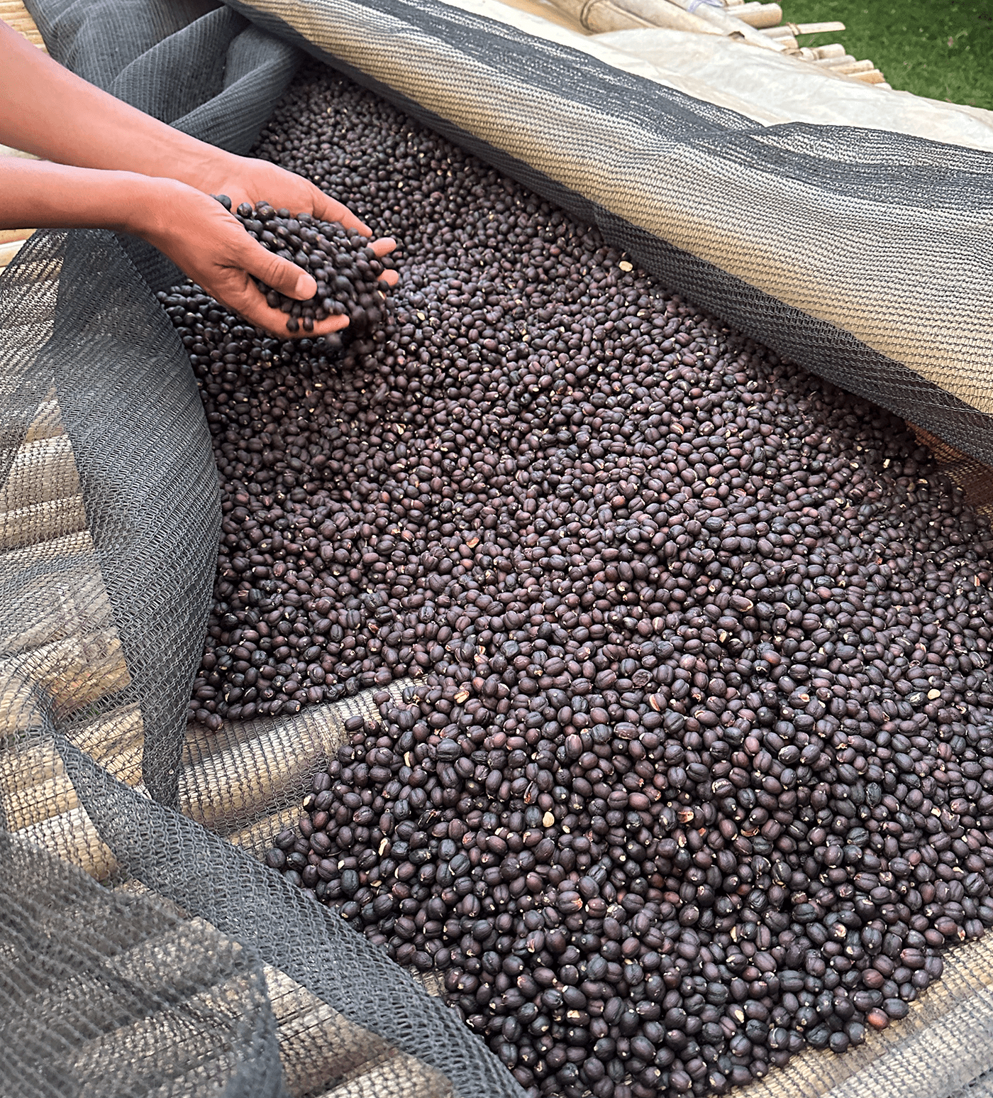 Ethiopia Tuke Yute Anaerobic Natural - Image 3