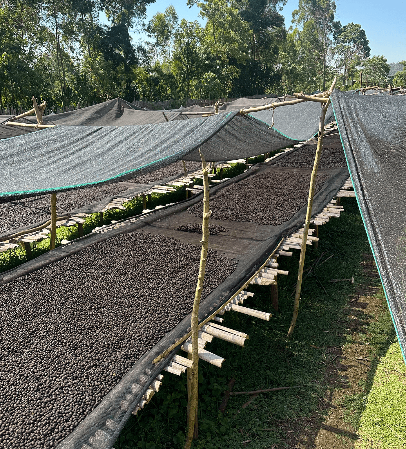 Ethiopia Tuke Yute Anaerobic Natural - Image 4
